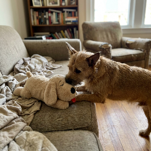 Dog playing with a stuffed toy on a couch in a cozy living room.