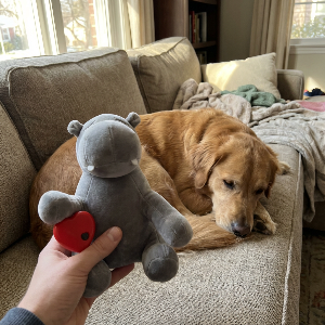 Dog lying on a couch with a person holding a gray hippo toy with a red heart.