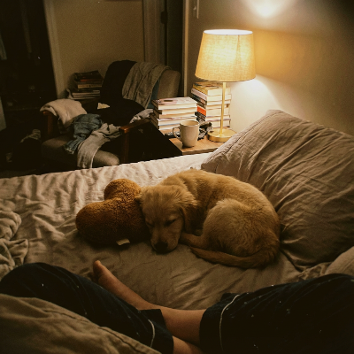 Dog lying on a bed with a teddy bear, surrounded by books and a lamp in a dimly lit room.