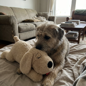 Dog hugging a plush dog toy on a bed in a living room.